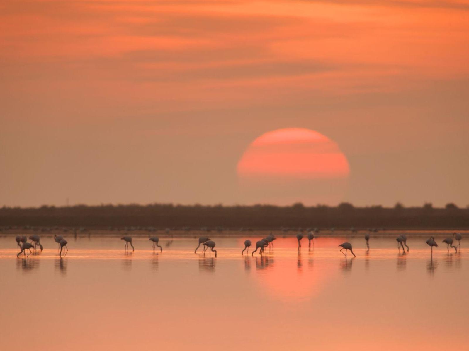 Mas De Melonet Delta Del Ebro Villa L'Aldea ภายนอก รูปภาพ